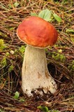 Boletus rubriceps image
