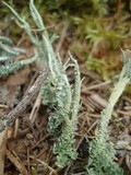 Cladonia scabriuscula image