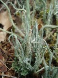 Cladonia scabriuscula image