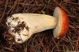 Boletus rubriceps image