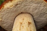 Boletus rubriceps image