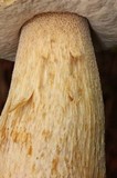 Boletus rubriceps image