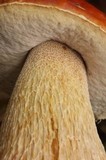 Boletus rubriceps image