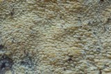 Hyphodontia quercina image