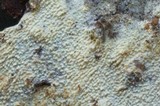 Hyphodontia quercina image