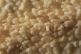 Hyphodontia quercina image
