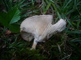 Clitocybe squamulosa image