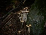 Gymnopus confluens image