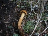 Cortinarius cinnamomeus image