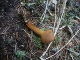 Cortinarius cinnamomeus image