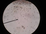 Psathyrella rugocephala image
