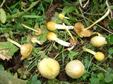 Bolbitius vitellinus image