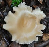Clitocybe gibba image