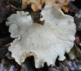 Clitocybe gibba image