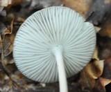 Xerula radicata image