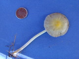 Bolbitius vitellinus image