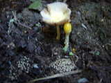 Bolbitius vitellinus image