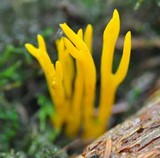 Calocera viscosa image
