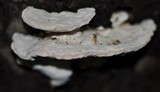 Trametes gibbosa image