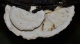 Trametes gibbosa image