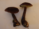 Boletellus mirabilis image