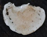 Trametes gibbosa image