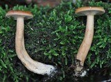 Lactarius subdulcis image