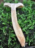 Lactarius subdulcis image