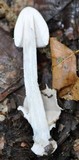 Amanita sect. Vaginatae image