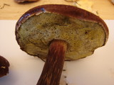 Boletellus mirabilis image