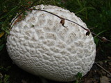 Calvatia bovista image