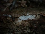 Peniophorella praetermissa image