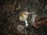 Inocybe cookei image