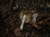 Inocybe cookei image