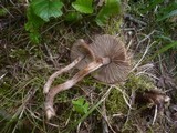 Inocybe lacera image