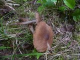 Inocybe lacera image