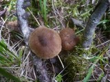 Inocybe lacera image