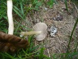 Inocybe praetervisa image