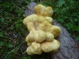 Laetiporus montanus image