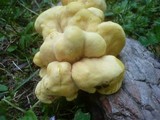 Laetiporus montanus image