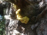Laetiporus montanus image