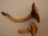 Chroogomphus tomentosus image