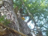 Laetiporus montanus image