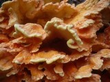 Laetiporus montanus image