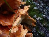 Laetiporus montanus image