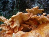 Laetiporus montanus image