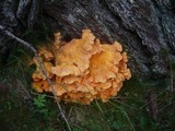 Laetiporus montanus image