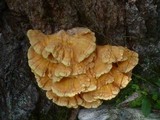 Laetiporus montanus image