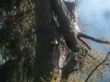 Fomitopsis officinalis image