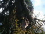 Fomitopsis officinalis image